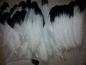 Preview: 100 Indianerfedern, ca. 25/30 cm, weiß mit schwarzer Spitze Adlerfeder Imitation