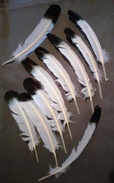 100 Indianerfedern, ca. 25/30 cm, weiß mit schwarzer Spitze Adlerfeder Imitation