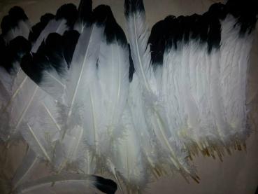 1000 Indianerfedern, ca. 25/30 cm, weiß mit schwarzer Spitze Adlerfeder Imitation