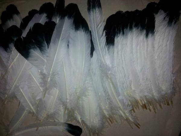 1 Indianerfedern, ca. 25/30 cm, weiß mit schwarzer Spitze Adlerfeder Imitation