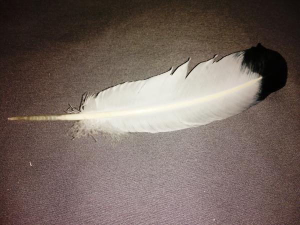 50 Indianerfedern, ca. 25/30 cm, weiß mit schwarzer Spitze Adlerfeder Imitation